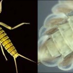 Photos of aquatic insects by David Buchwalter