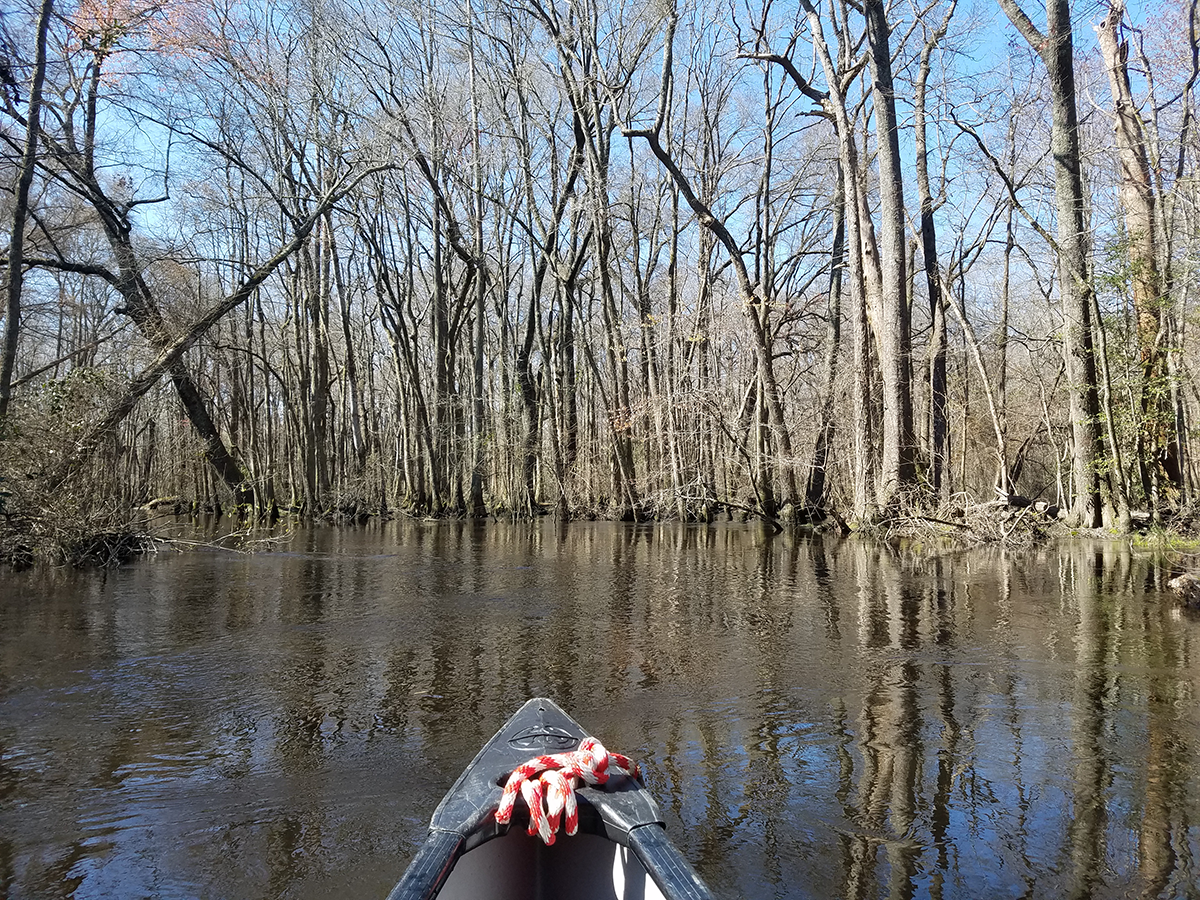 Neville guides her canoe through the forested Lumbee River reach in winter.