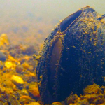 A new project to create an innovative visitor display at the Greensboro Science Center on endangered freshwater mussels is one of six Community Collaborative Research Grant initiatives that launch this year. Carolina heelsplitter, courtesy of USFWS.