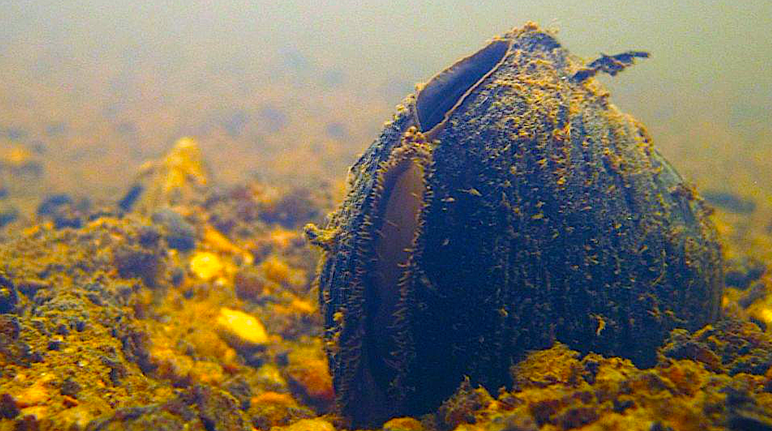 A new project to create an innovative visitor display at the Greensboro Science Center on endangered freshwater mussels is one of six Community Collaborative Research Grant initiatives that launch this year. Carolina heelsplitter, courtesy of USFWS.