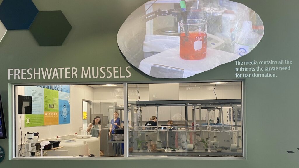 The Greensboro Science Center’s on-site aquaculture facility showcases some of the the state’s freshwater mussels.