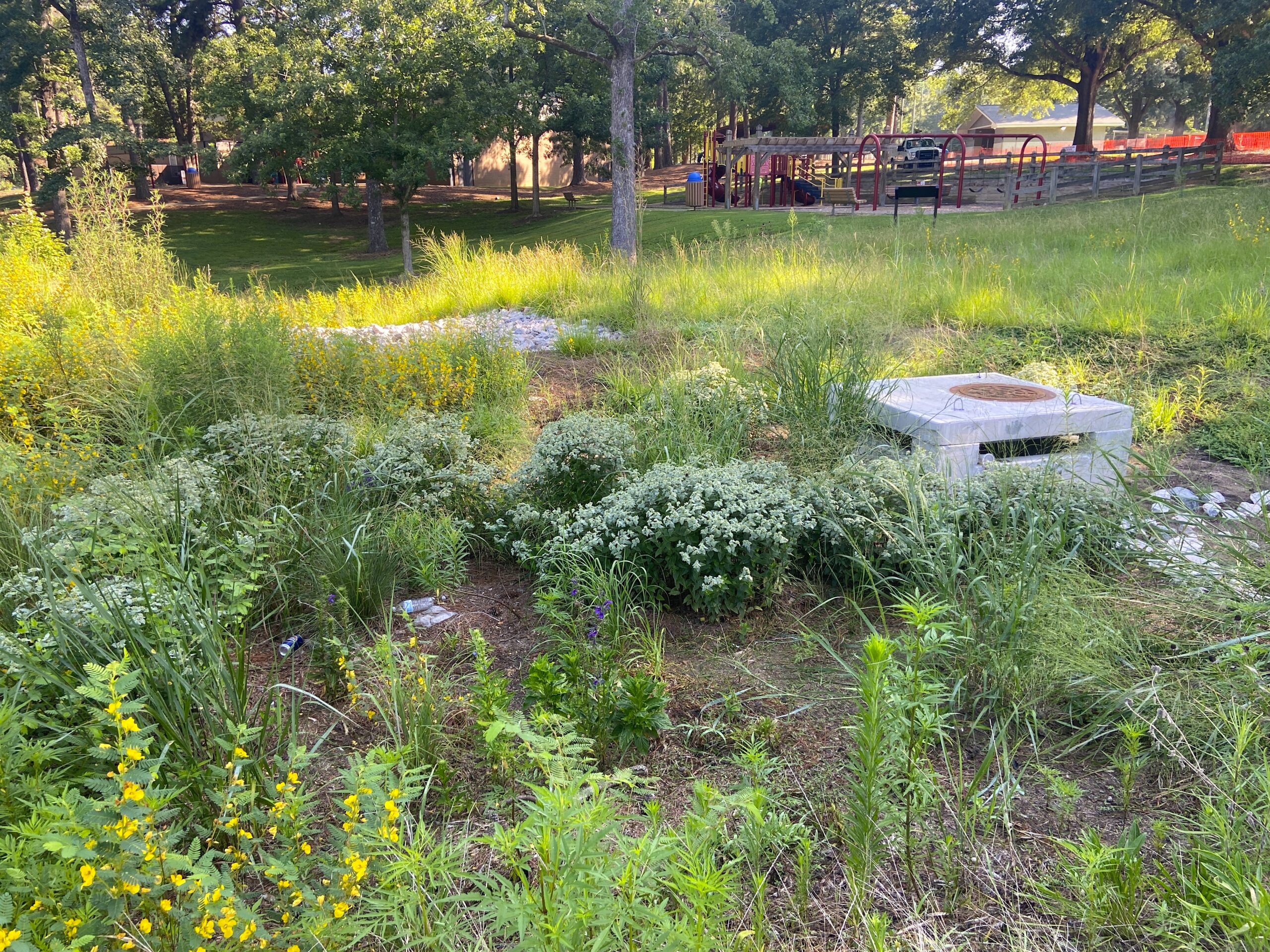 image: bioretention area.