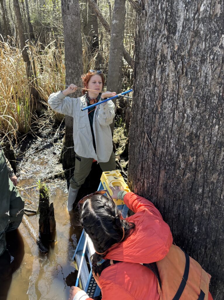 One women using a tool to core a tree and other assisting