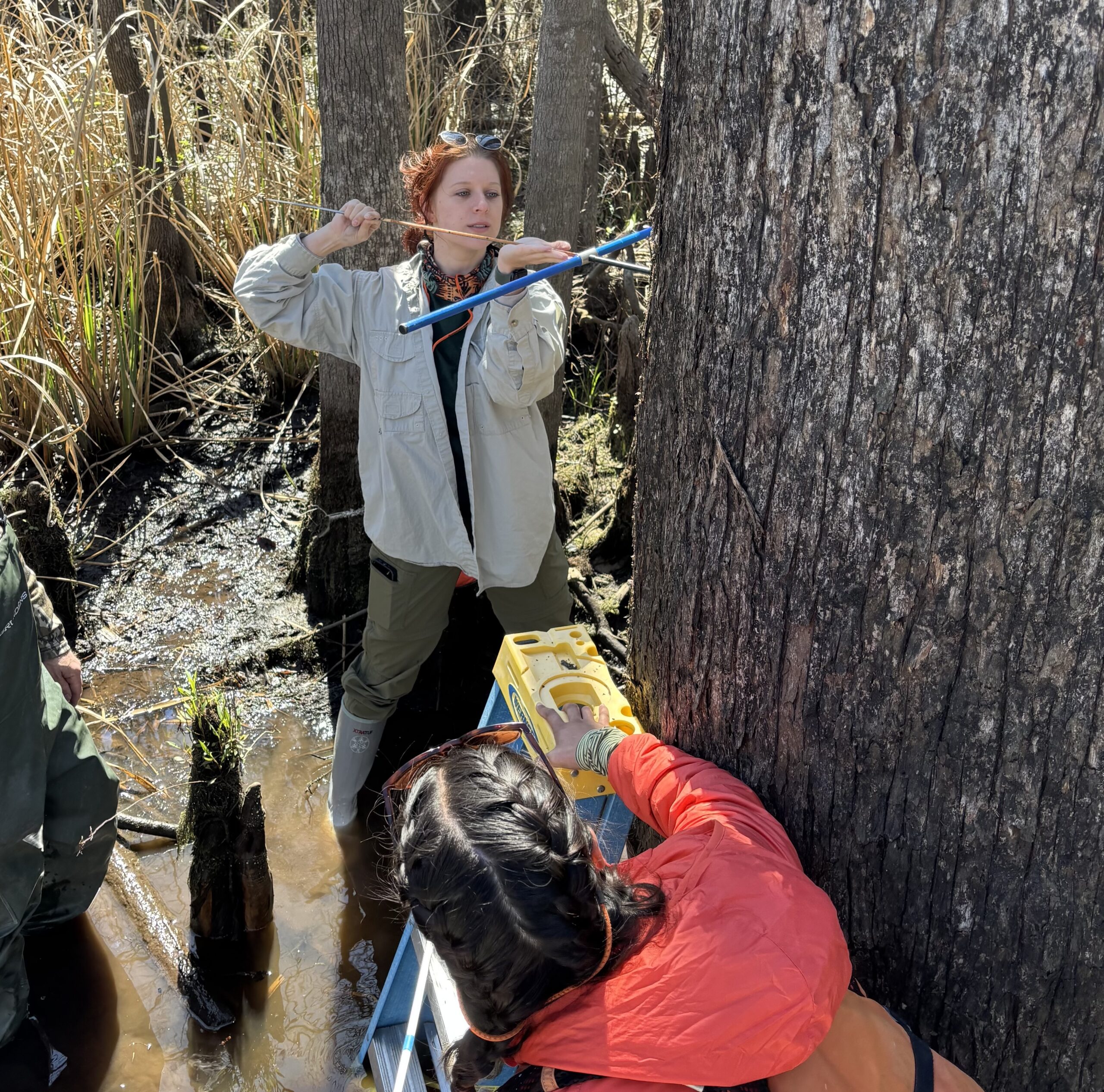 Woman using a tool to core a tree. Wan below holding equipment